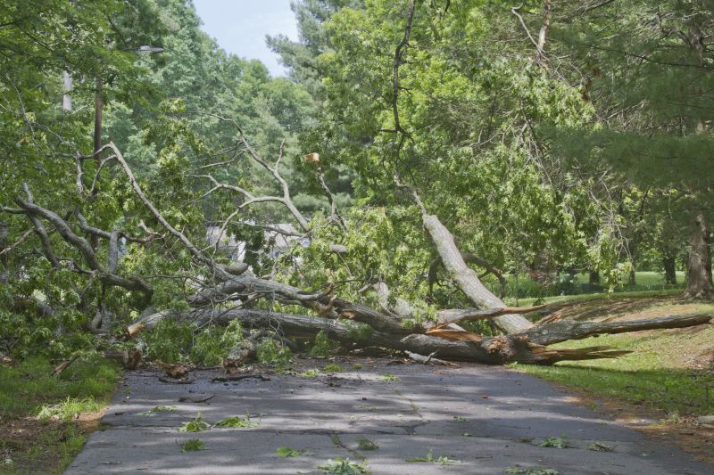 Fallen Tree Blocking Road