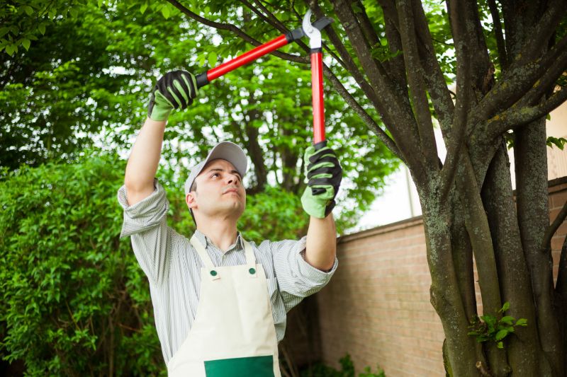Pear Tree Pruning