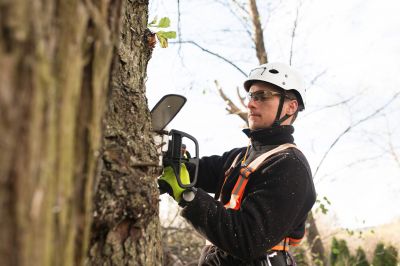 Arborist Performing Tree Pruning