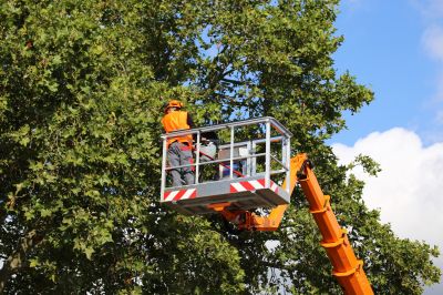 Tree Care Equipment in Action