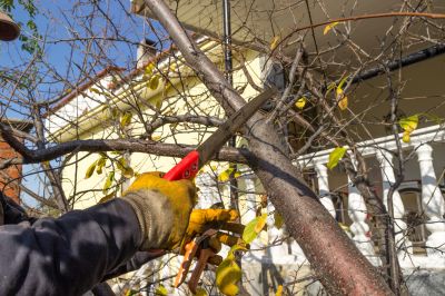 Tree Maintenance Plans