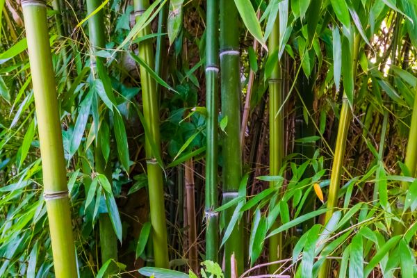 Cost of Bamboo Trimming in Inverness