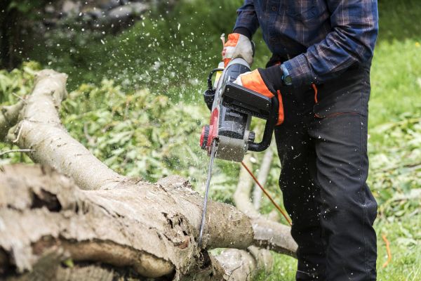 Cost of Branch Removal Service in Inverness
