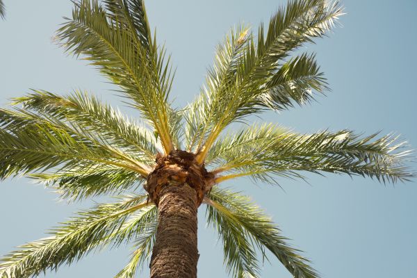 Palm Tree Pruning in Inverness