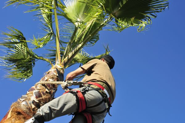 Palm Tree Trimming in Inverness