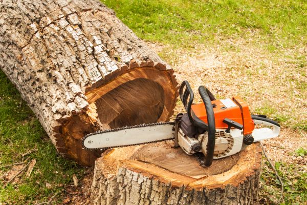 Tree Cutting Service in Inverness