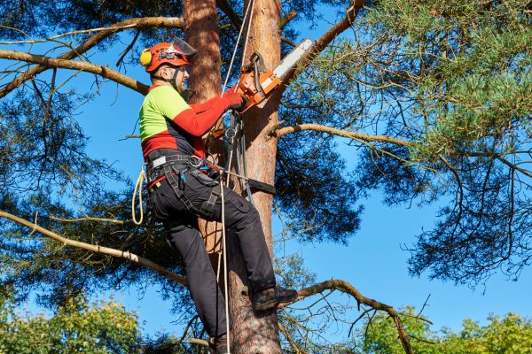 Tree Service in Inverness