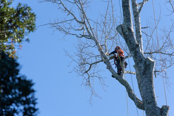 Cost of Tree Topping Service in Inverness
