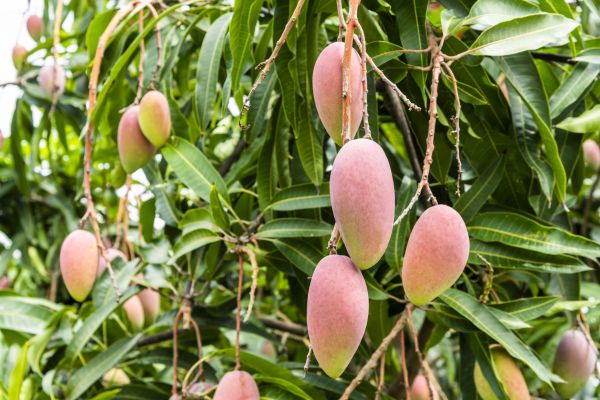 Cost of Mango Tree Trimming in Inverness