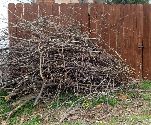 Cost of Dead Branch Removal in Inverness