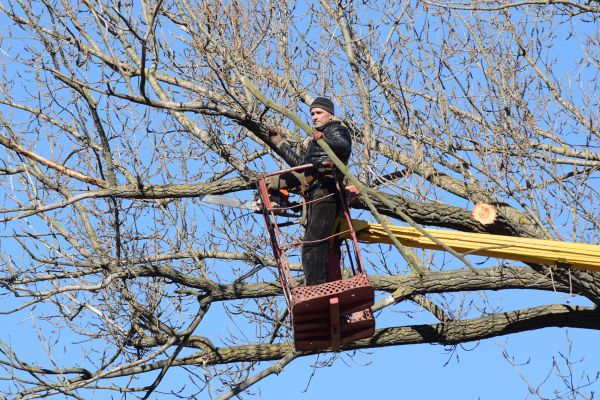 Cost of Emergency Tree Trimming in Inverness