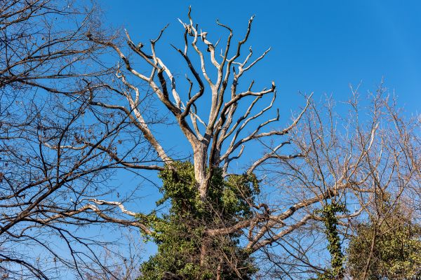 Cost of Deadwood Removal in Inverness