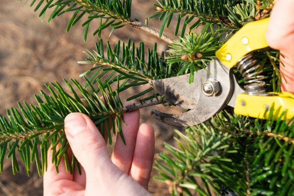 Pine Tree Pruning in Inverness