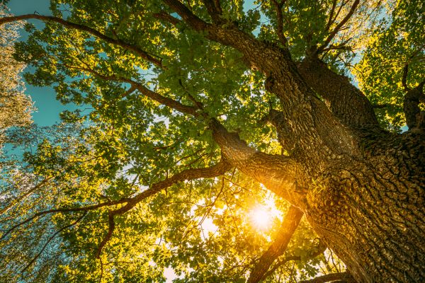 Cost of Oak Tree Pruning in Inverness
