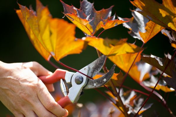 Cost of Maple Tree Pruning in Inverness