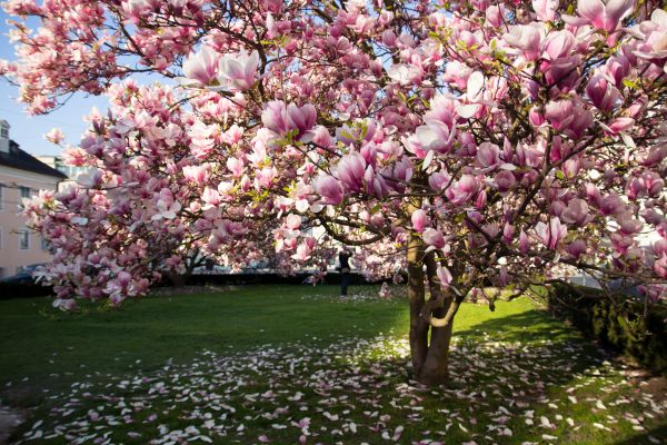 Cost of Magnolia Tree Pruning in Inverness