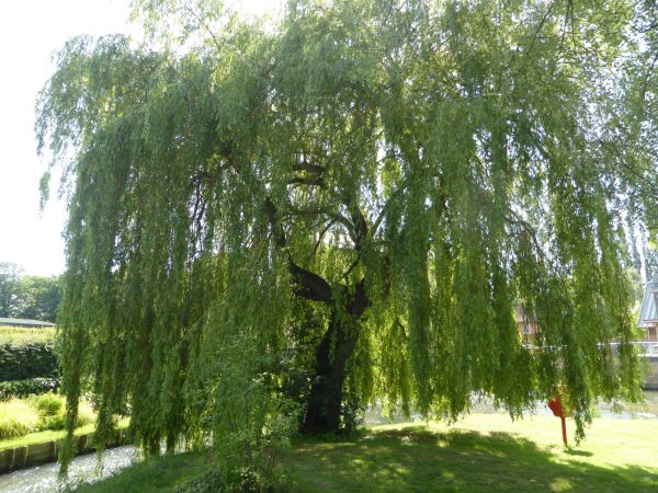 Cost of Willow Tree Trimming in Inverness