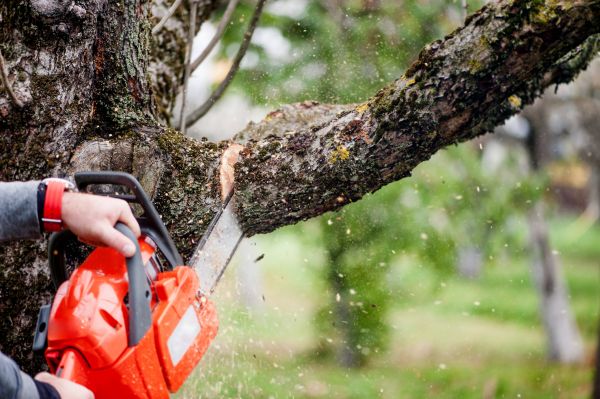 Cost of Tree Limbs Removal in Inverness