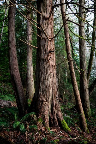 Cost of Cedar Tree Trimming in Inverness