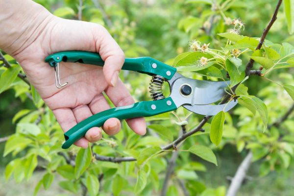 Cost of Pear Tree Pruning in Inverness
