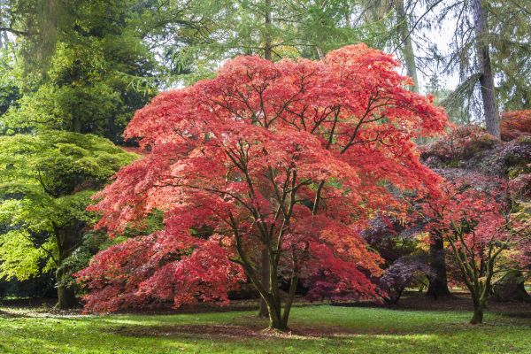 Japanese Maple Pruning in Inverness