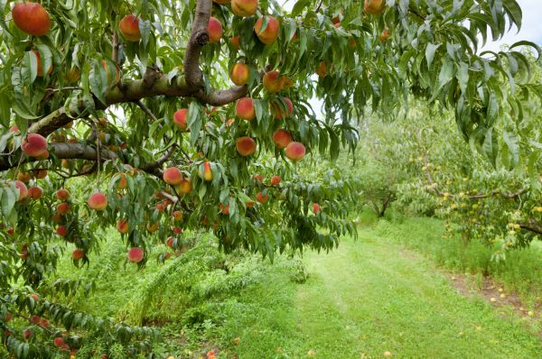 Cost of Peach Tree Pruning in Inverness