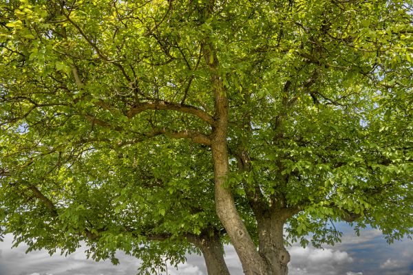 Cost of Walnut Tree Trimming in Inverness