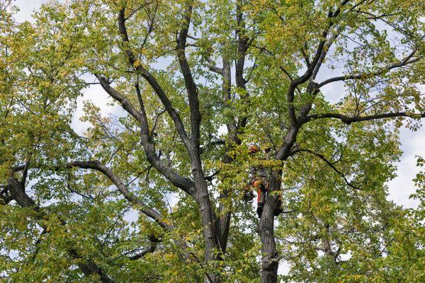 Cost of Tree Crown Shaping in Inverness