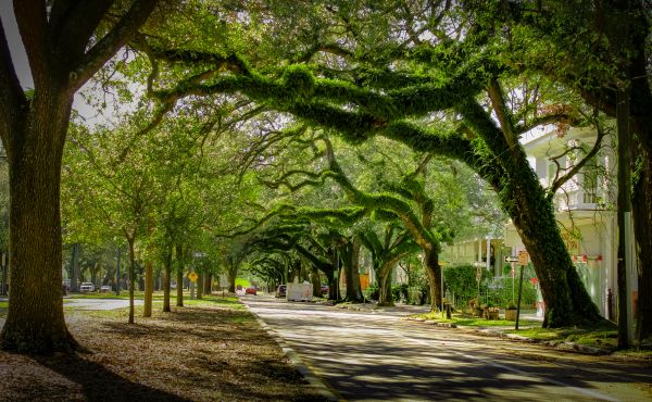 Cost of Tree Canopy Thinning in Inverness