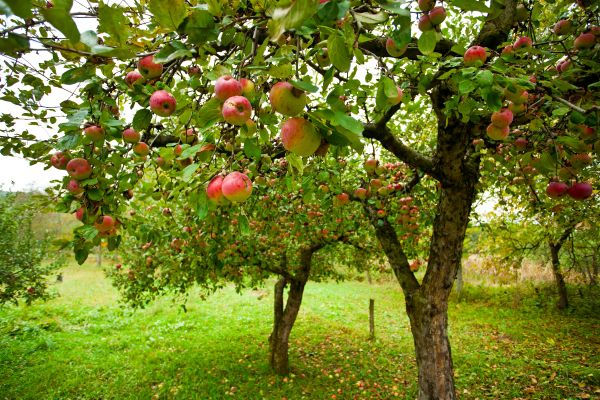 Cost of Apple Tree Pruning in Inverness