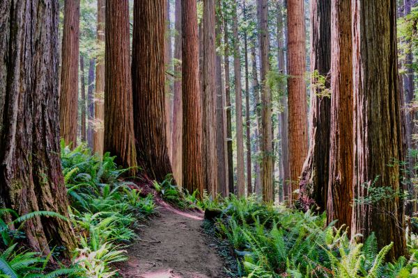 Cost of Redwood Tree Trimming in Inverness