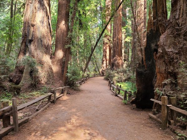 Cost of Redwood Tree Pruning in Inverness