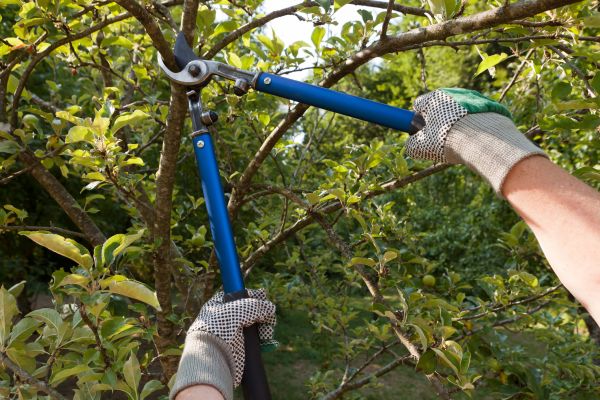 Cost of Residential Tree Pruning in Inverness