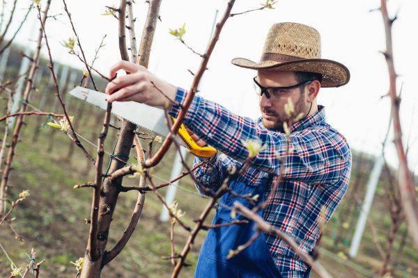 Cost of Orchard Tree Pruning in Inverness