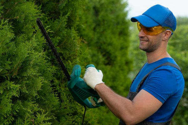 Cost of Tree Shaping Service in Inverness