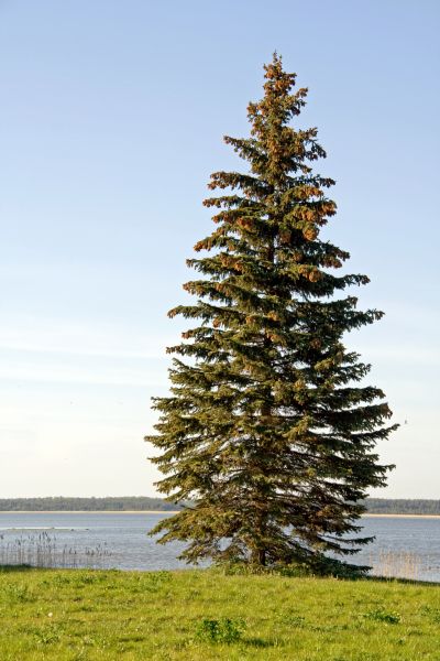 Cost of Spruce Tree Pruning in Inverness