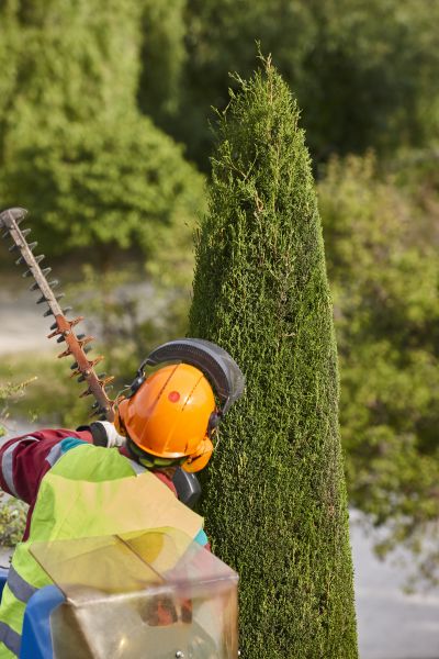Cost of Cypress Tree Trimming in Inverness