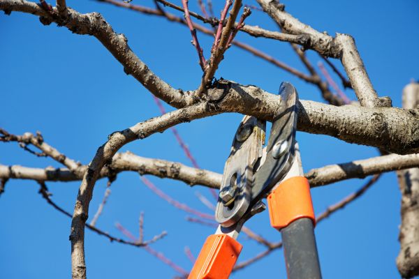 Peach Tree Trimming in Inverness