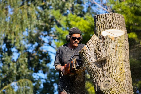 Cost of Ash Tree Pruning in Inverness