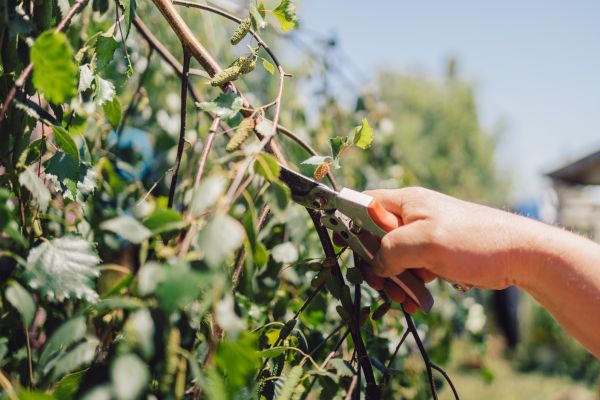 Cost of Birch Tree Pruning in Inverness