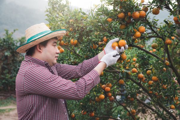 Cost of Orange Tree Pruning in Inverness