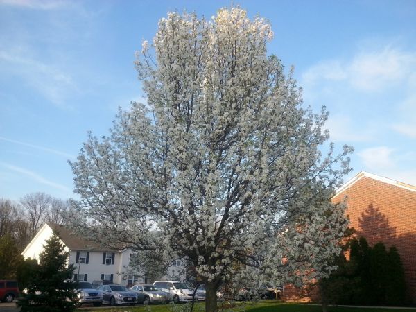 Cost of Bradford Pear Tree Pruning in Inverness