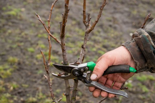 Cost of Pear Trees Pruning in Inverness