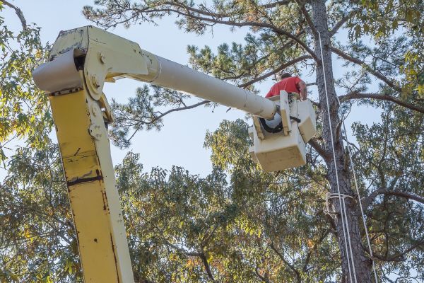 Cost of Limbs Trimming in Inverness