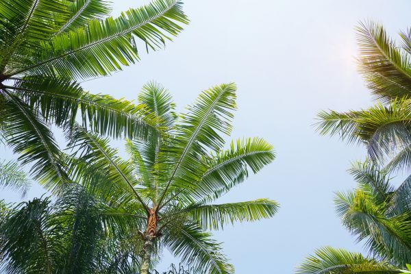 Cost of Queen Palm Tree Trimming in Inverness