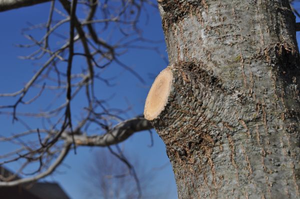Cost of Limb Pruning in Inverness