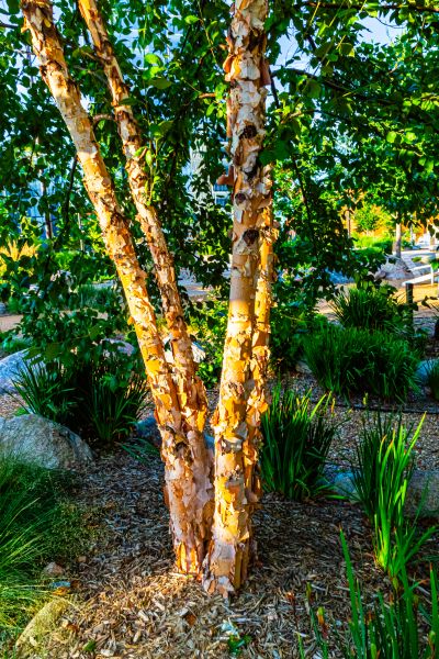 Cost of River Birch Trimming in Inverness