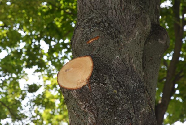 Cost of Limb Cutting in Inverness