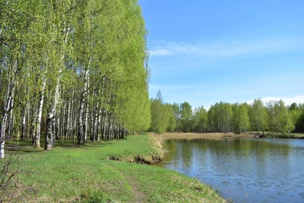 Cost of River Birch Pruning in Inverness