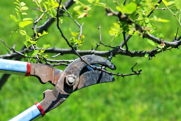 Cost of Branches Pruning in Inverness